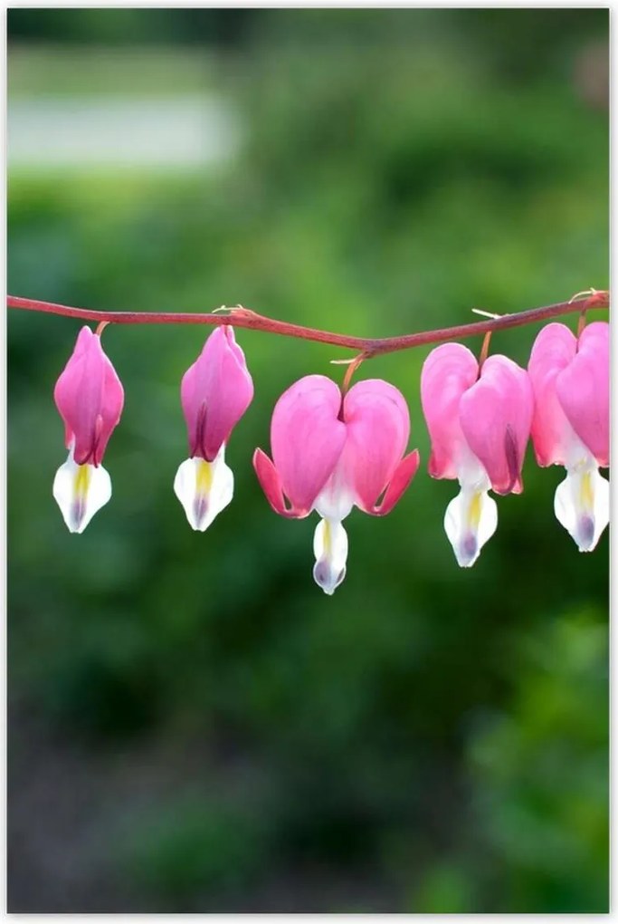 Poszterek 80x120 Mária szíve