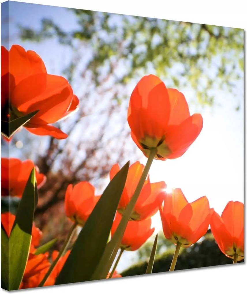 Vászonkép 30x30 Az égbe a pipacson keresztül