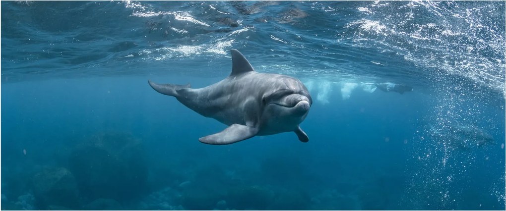 Kép - Delfin a felszín alatt (120x50 cm)
