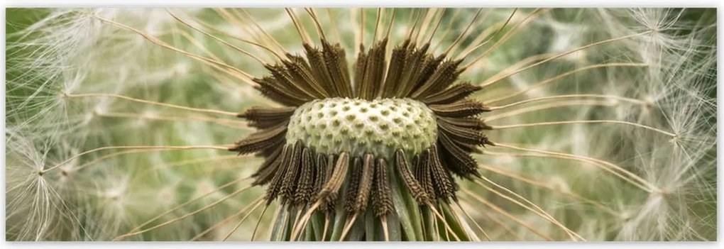 Poszterek 200x66 Pitypang makró fotó