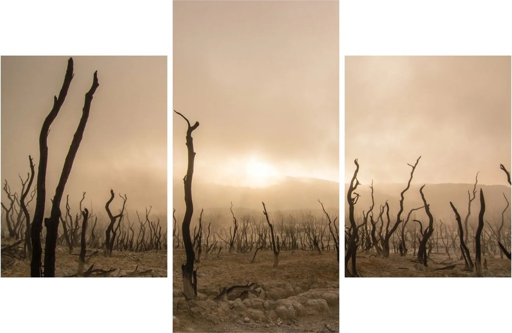 Kép - Csupasz fák (90x60 cm)