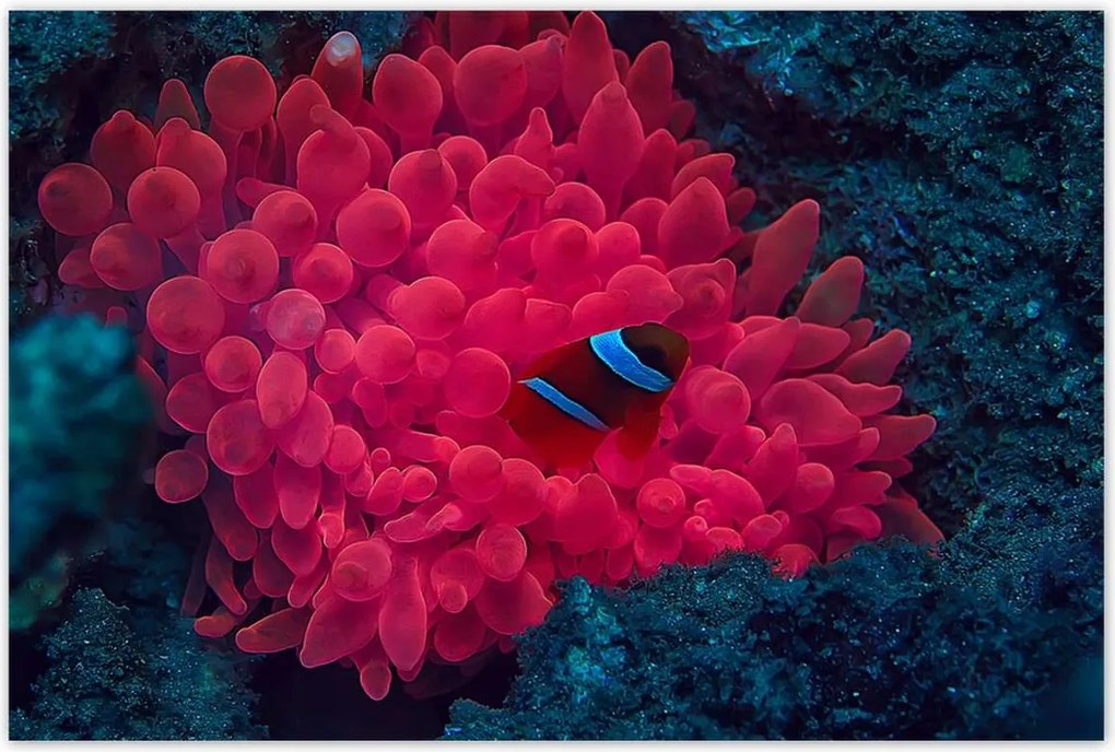 Poszterek 120x80 Vad természet a tengerben