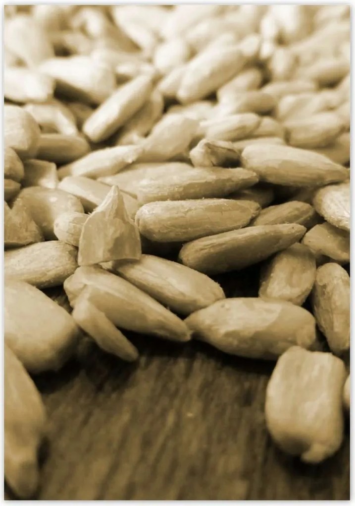 Poszterek 70x100 Hántolt napraforgó