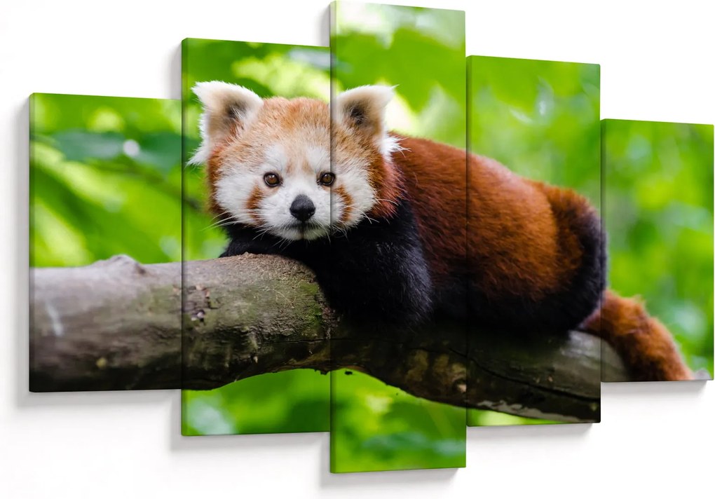A vörös panda képe (150x105 cm)
