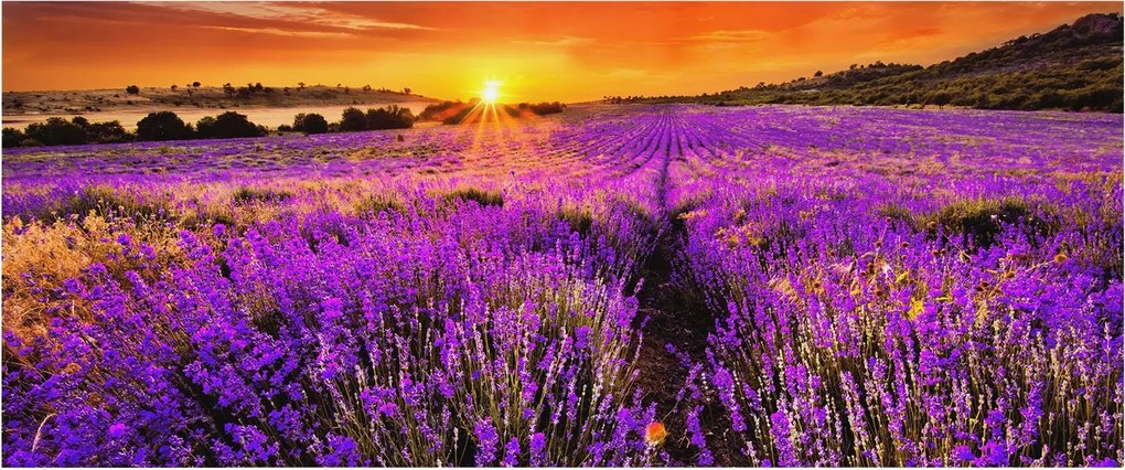 Divatos 3D Fali Tapéta Levendula Nyugat 250x104 Ragasztóval