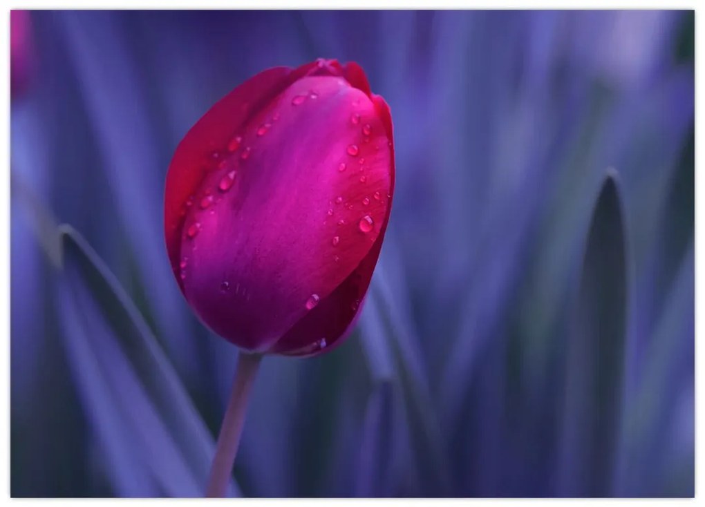 Tulipán bimbó képe (70x50 cm)