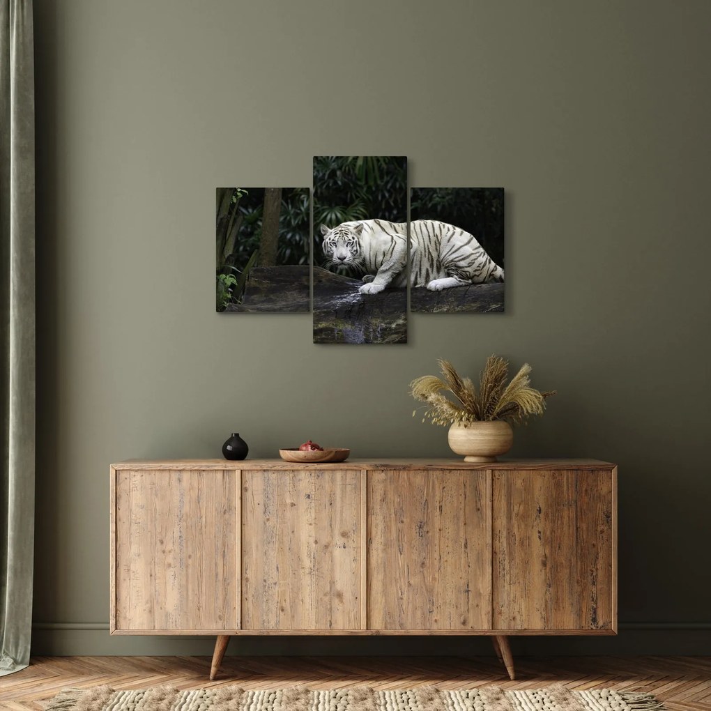 Kép - albínó tigris (90x60 cm)
