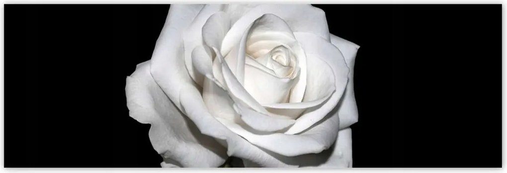 Poszterek 200x66 Rózsa Virág Virágok Rózsa