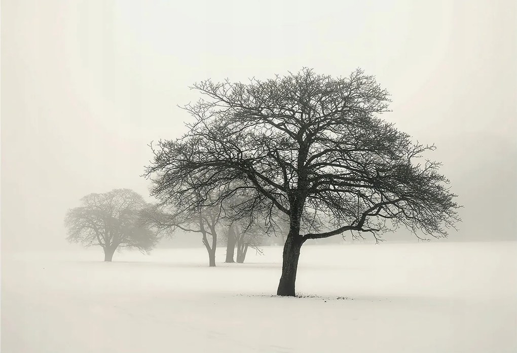 Fotótapéta Flizelin Dekoratív az irodába Téli fák 152x104 Ragasztó