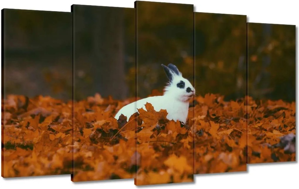 Vászonkép 100x60 Állatok