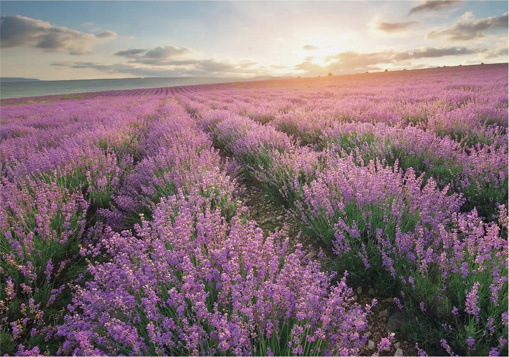 Flizelin tapéta falra Prémium levendula mezők 208x146