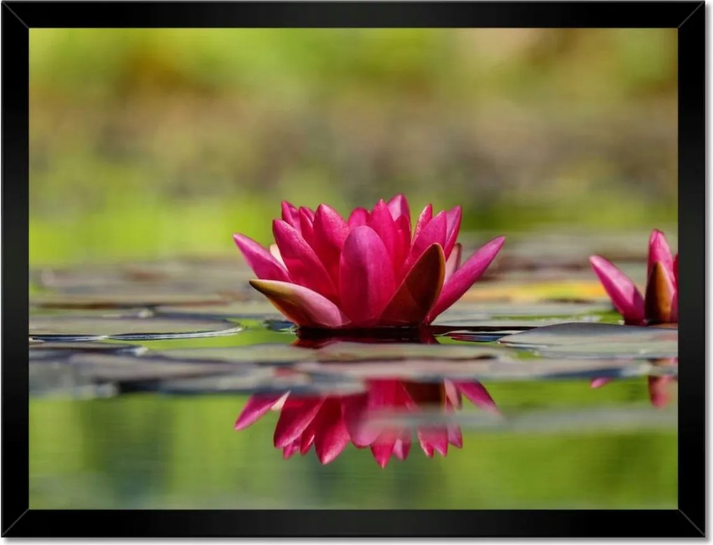 Poszterek keretben 40x30 Vízi liliom