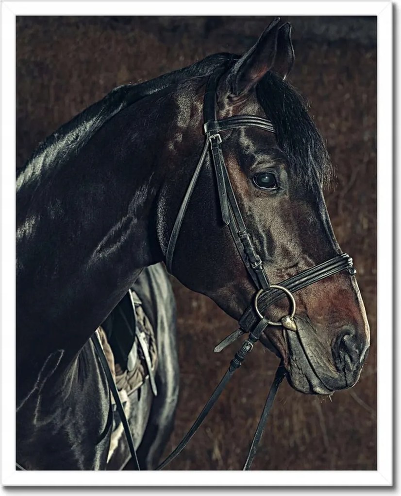 Poszterek keretben 40x50 Lófej