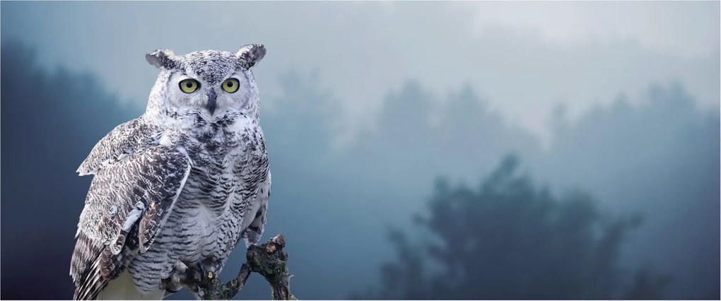 Kép - Hóbagoly (120x50 cm)
