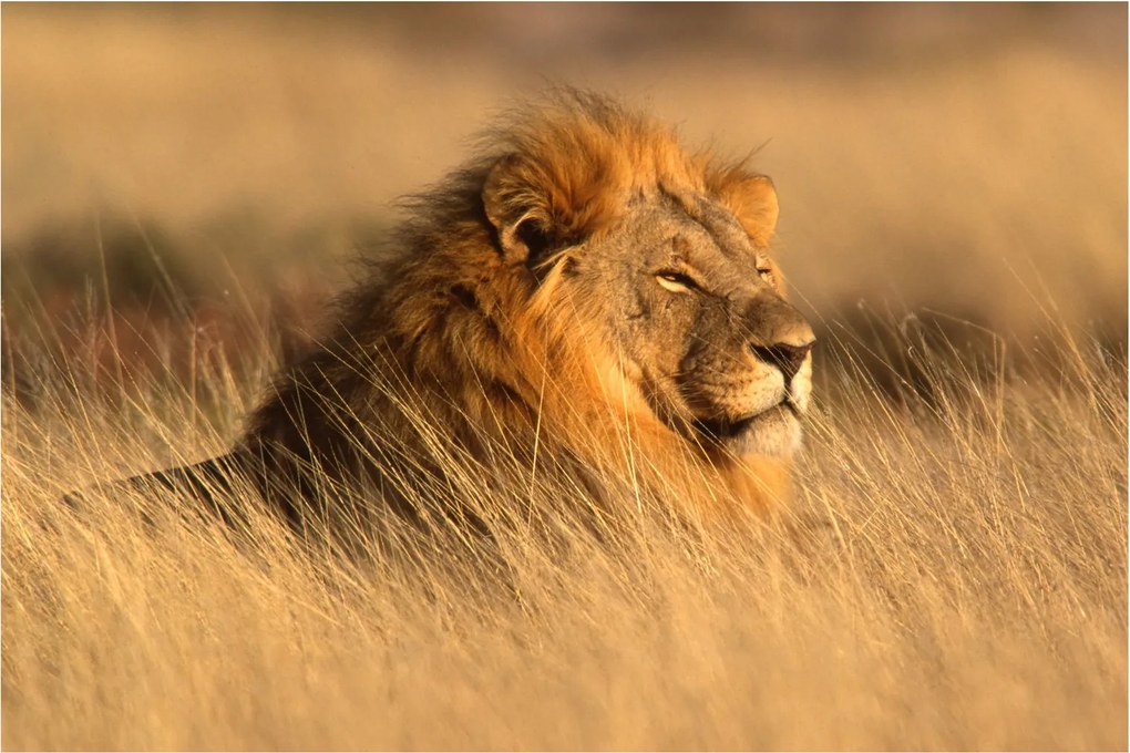 Kép - Etosha Nemzeti Park (90x60 cm)