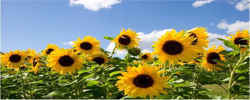 Modern üvegpanel a konyhába Napraforgók XXL