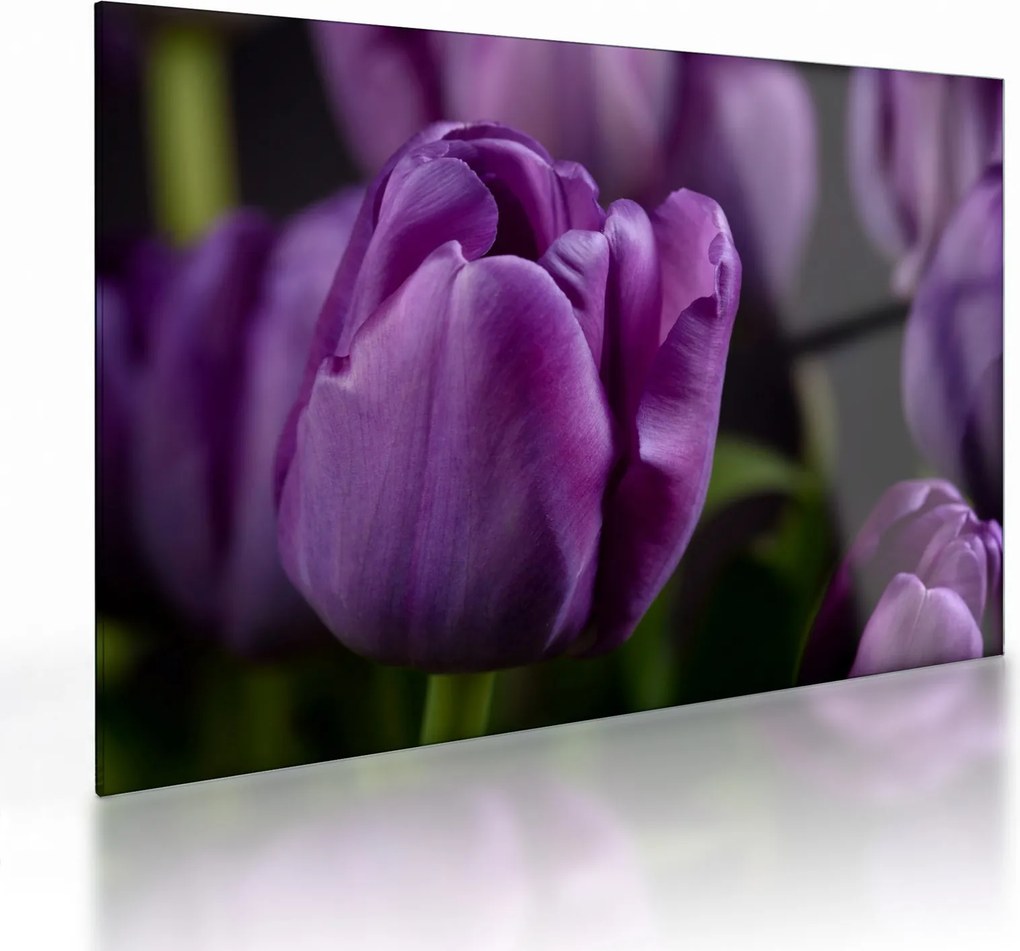 Tulipán vírág képe (üvegen) (70x50 cm)