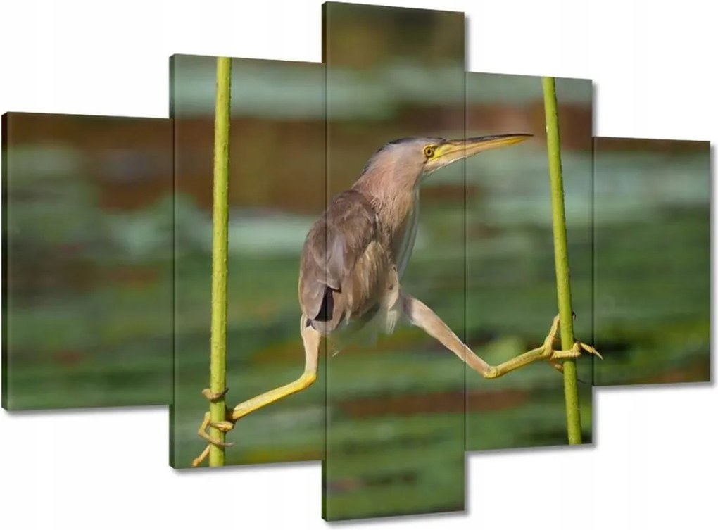 Festmények 150x105 Kalapos madár Tájkép Kilátás