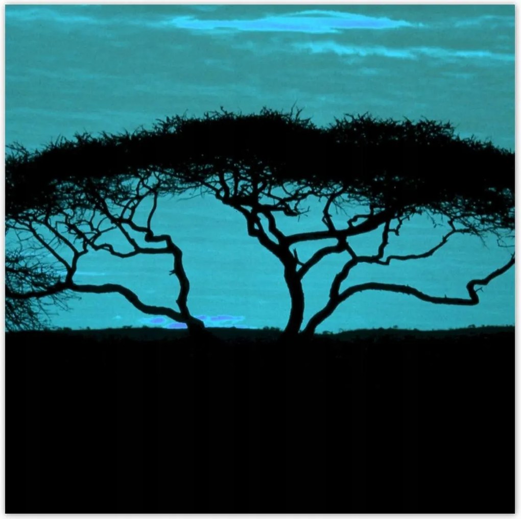 Poszterek 70x70 Akác a szavannán