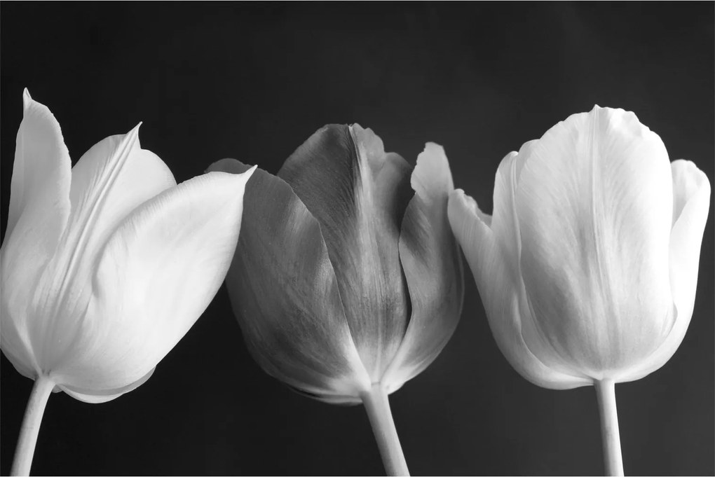 Kép - fekete-fehér tulipán virág (90x60 cm)