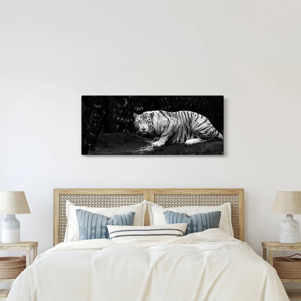 Kép - albínó tigris, fekete-fehér (120x50 cm)