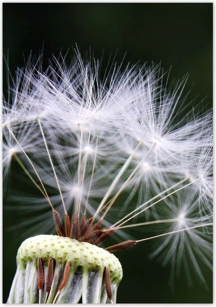 Poszterek 70x100 Pitypang Virág Virágok