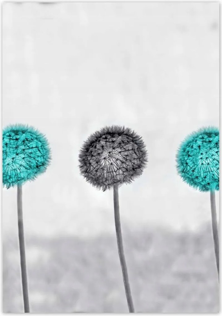 Poszterek 70x100 Türkiz pitypangok