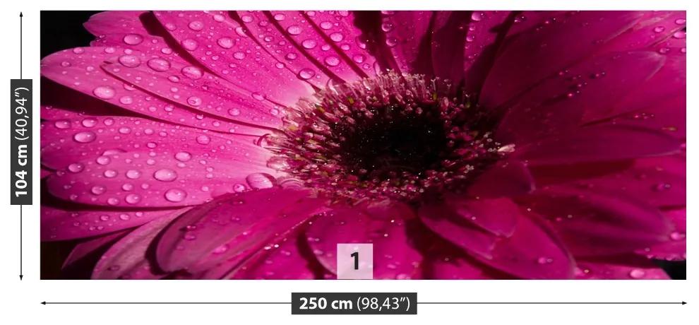 Fotótapéta lila gerbera 104x70 cm