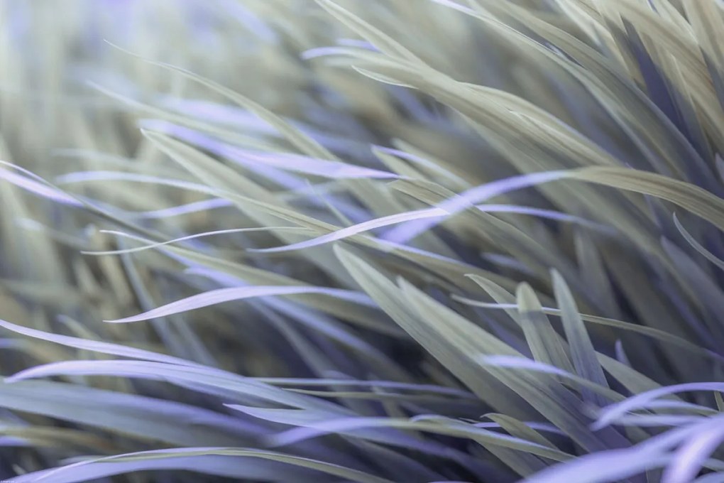 Poszter 91,5x61cm Fű, Assaf Frank