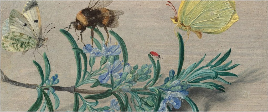 Kép - Jan van Kessel the Elder, Insects and a Sprig of Rosemary, reprodukciók (120x50 cm)