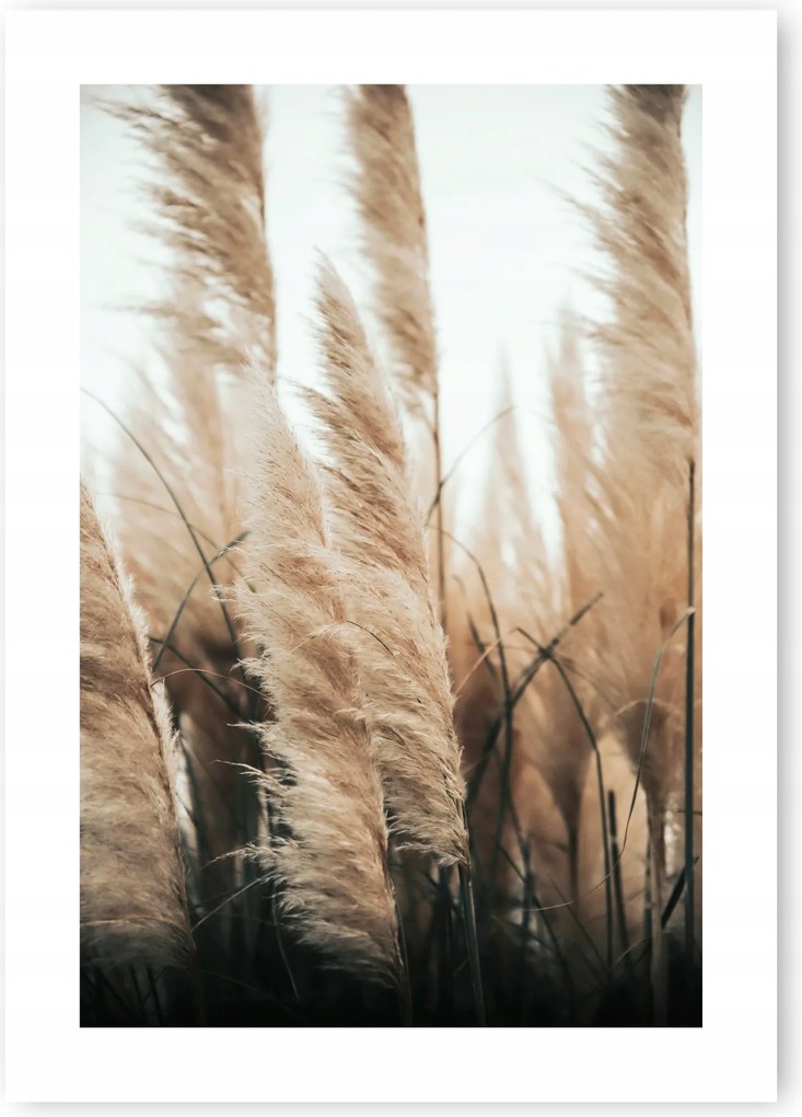 Boho Száraz Fű poszter kép B2 50x70cm #20N