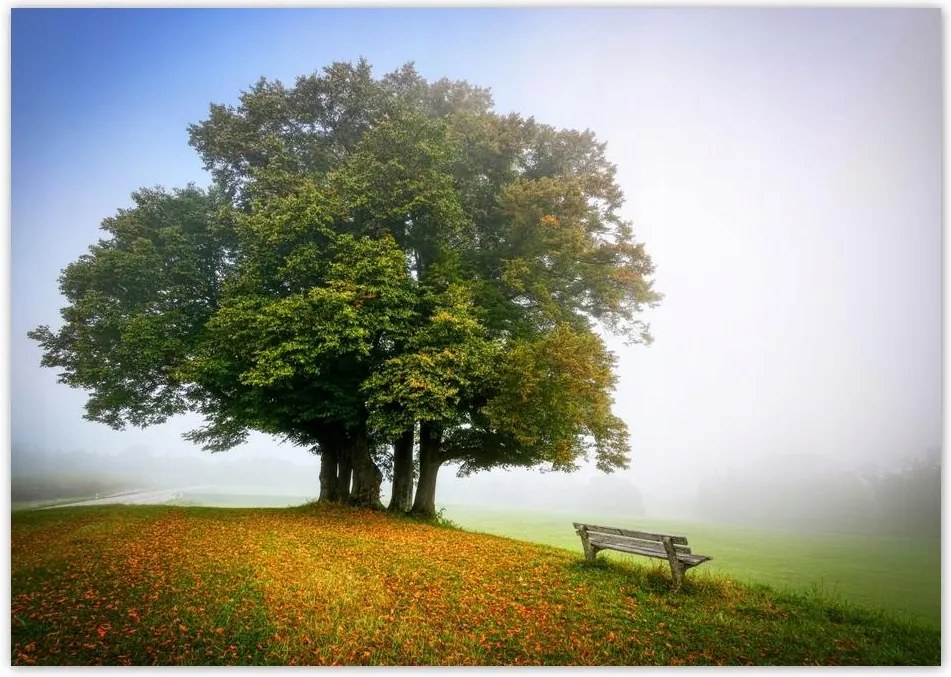 Poszterek A0 Szint Tájkép paddal Fa