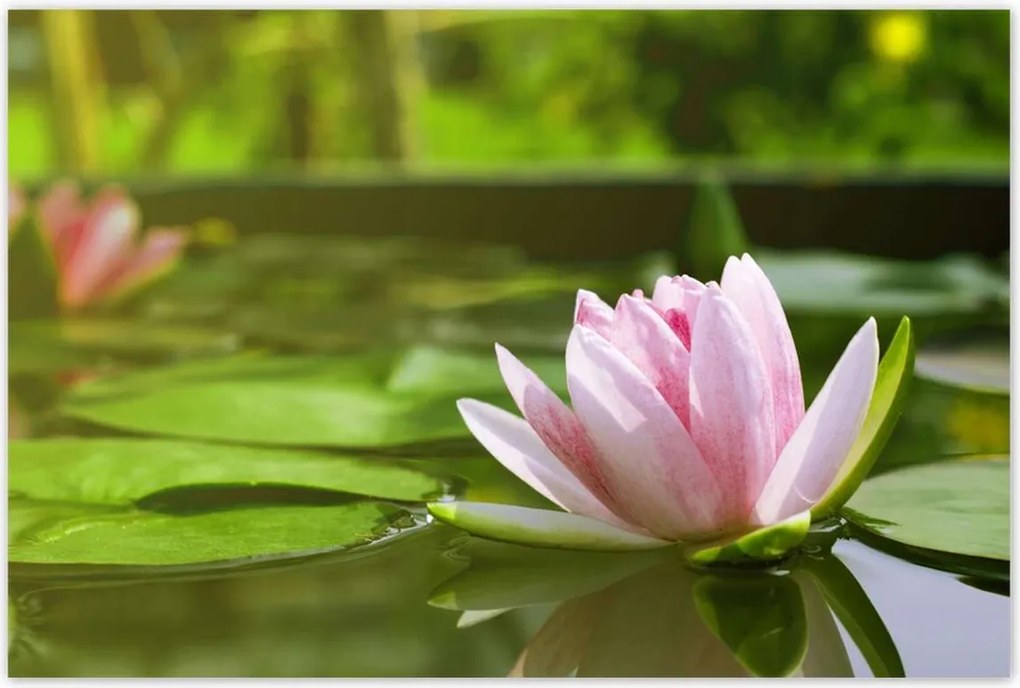 Poszterek 120x80 Vízi liliom