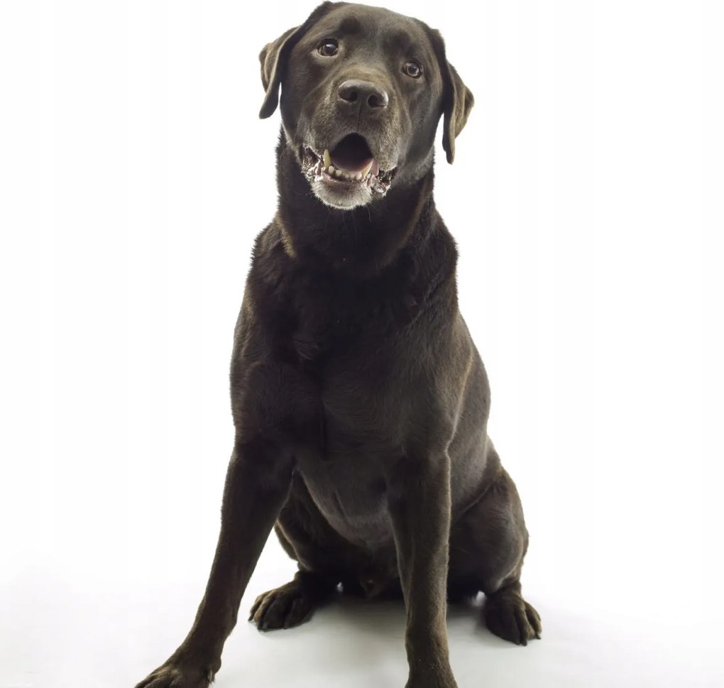 Poszter 40x40cm Barna labrador, fehér alapon, Assaf Frank