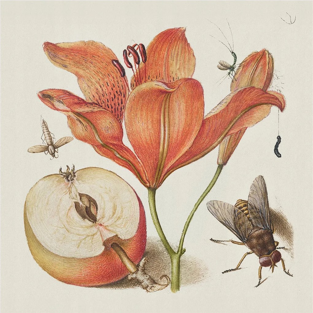 Dekoratív Fotótapéta Fali Fal Botanikus illusztráció 250x250