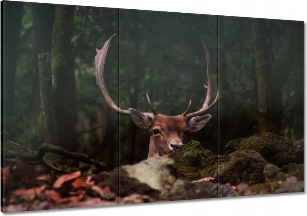 Vászonkép 120x80 Szarvas felszarvazott