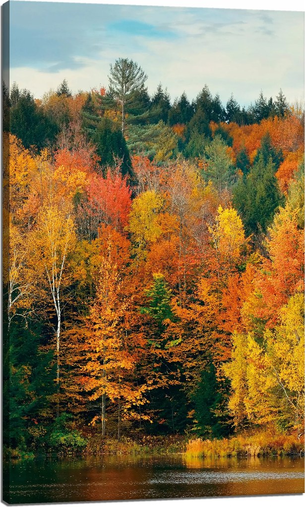Vászonkép Színes Levelek Fák Ősz Természet 60x100 cm