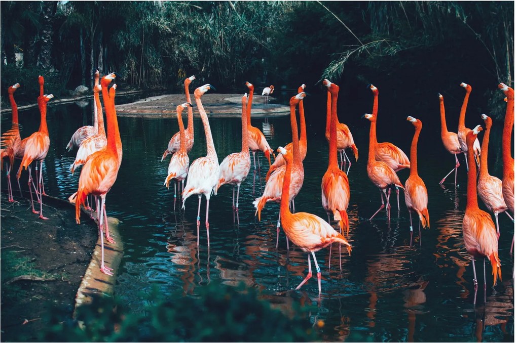 Flamingók csordája (90x60 cm)