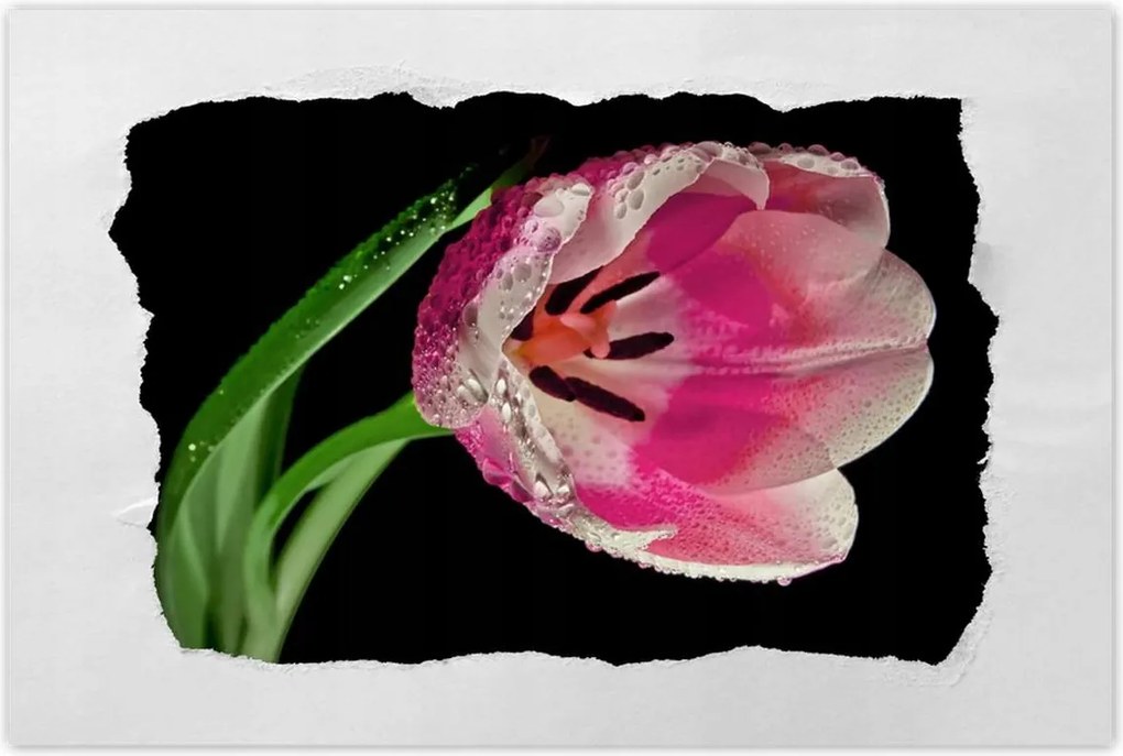 Poszter 60x40 Rózsaszín tulipán