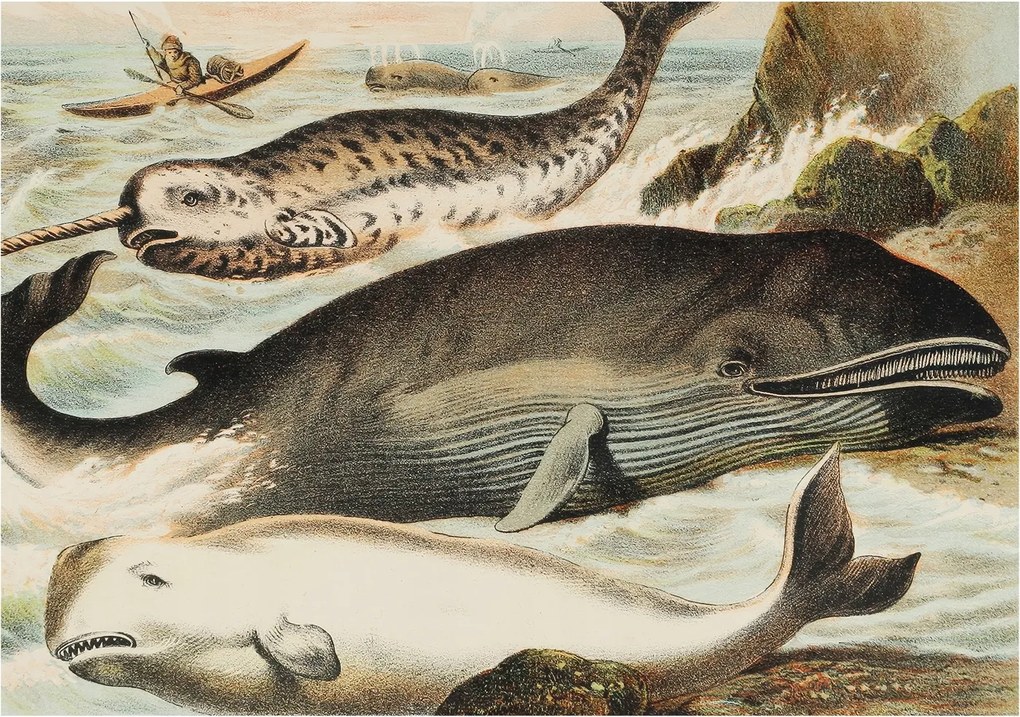 Fali fotótapéta Flizelin a szobába Tengeri óriások 312x219 Ragasztó