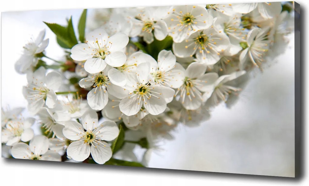 Nagyméretű vászonkép Cseresznyevirágok 100x70 cm