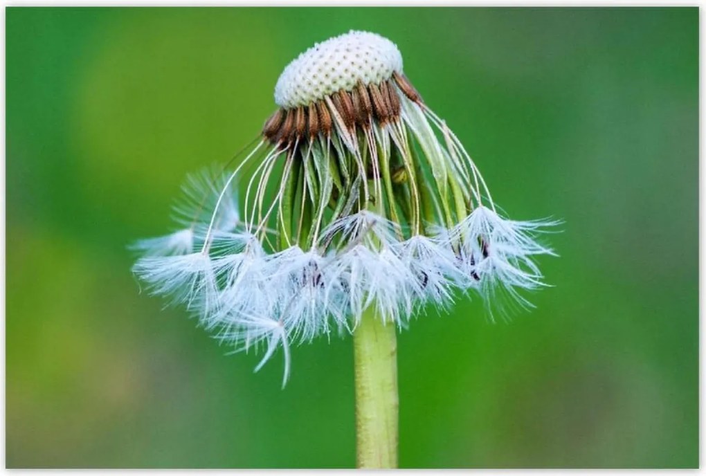 Poszterek 120x80 Pitypang Virág Virágok