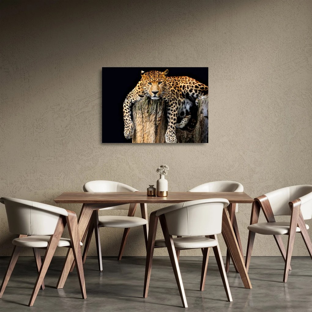Üveg kép - Gepárd (70x50 cm)