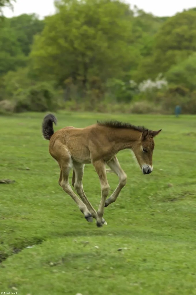 Poszter 20x30cm Csikó fut a mezőn, Assaf Frank