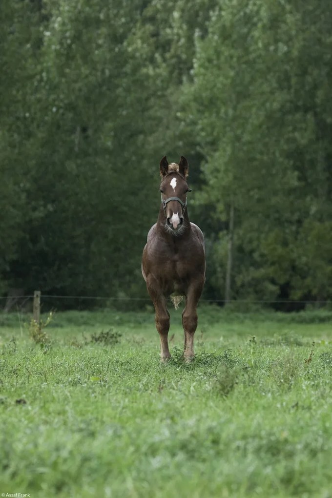 Poszter 20x30cm Ló áll a mezőn, Assaf Frank