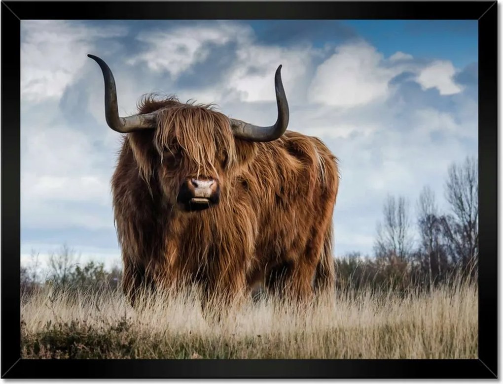 Poszter keretben 40x30 Skót tehén felvidéki szarv