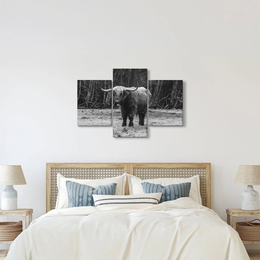 Kép - Skót tehén (90x60 cm)