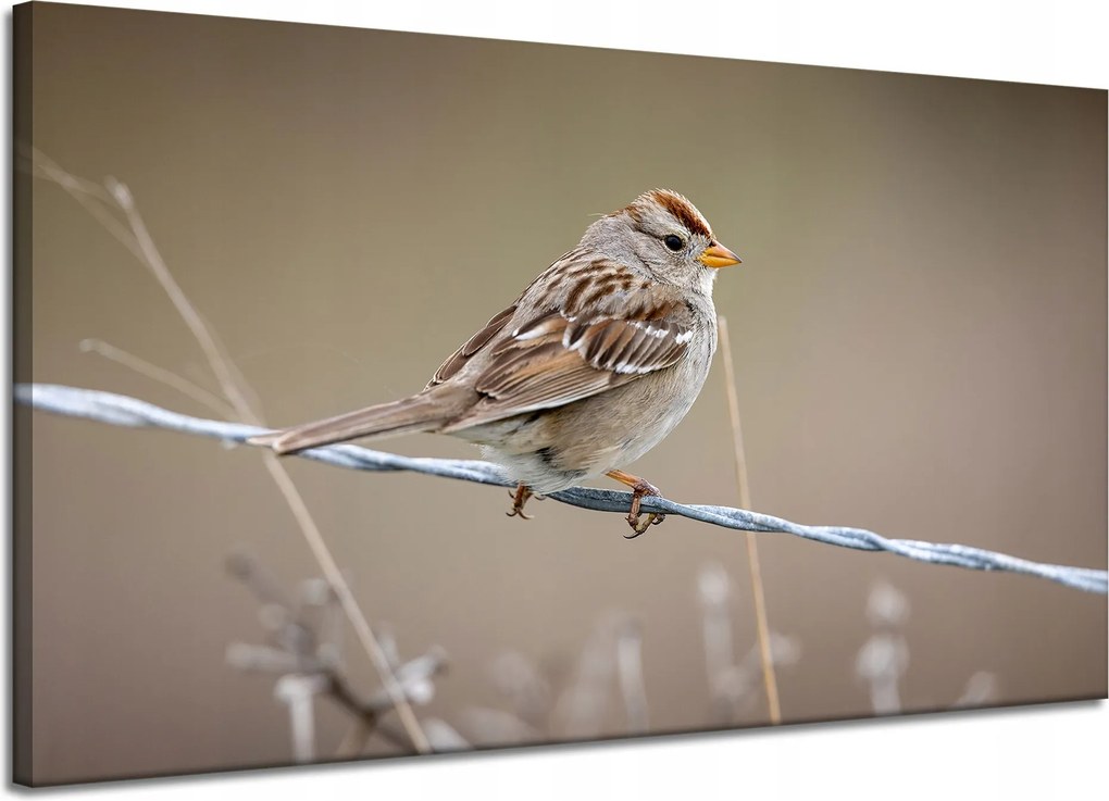 Vászonkép Állatok Madár Veréb 120x70 cm