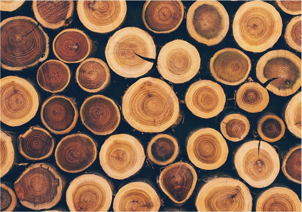 Flizelin fotótapéta Flizelin Design Fa körök 208x146