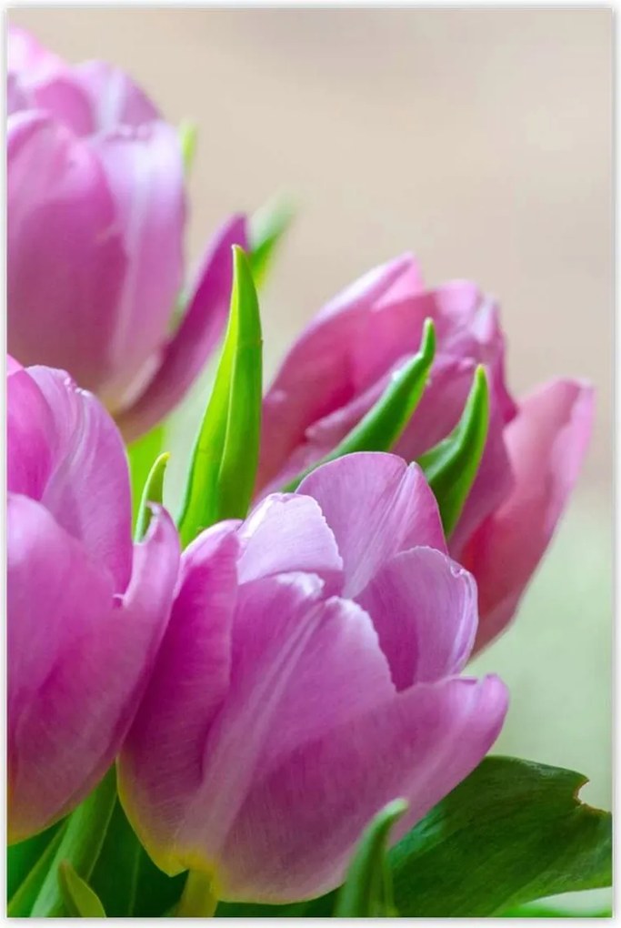 Poszterek 80x120 Tulipánok Virágok